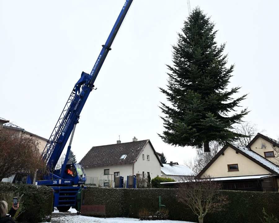 Vánoční strom z Vysočiny opět poputuje do Nizozemí