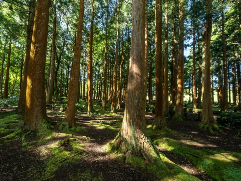 Vysočina připomíná Mezinárodní den lesů: soutěže, výstavy i Den otevřených lesů
