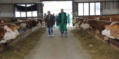 V hlavním městě českého strakatého skotu zazářili chovatelé z Pelhřimovska