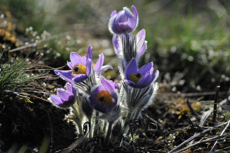 obrázek: Na Třebíčsku rozkvetl koniklec velkokvětý