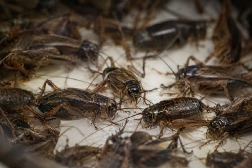 obrázek:Cvrčci unikli ze zásilky a na týden uzavřeli poštu v Dobroníně. Lidé museli do Polné