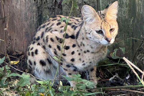 obrázek:Serval Suri je zpět ve zookoutku u Vápovic. Po několika dnech ji našli poblíž Želetavy