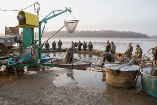 obrázek:Výlovy na Vysočině budou, ryb ale může být méně. Suché léto zbrzdilo jejich přírůstky