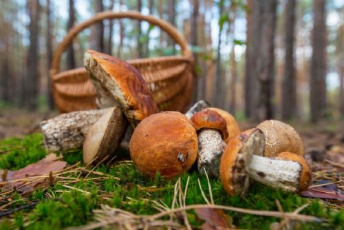 obrázek:Houby na Vysočině míří do muzeí. Havlíčkův Brod vystavuje od 5. října, Jihlava nabídne poradnu