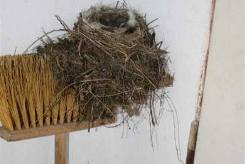 Obrázek - Ptáci se v Jaroměřicích nad Rokytnou uhnízdili v koštěti