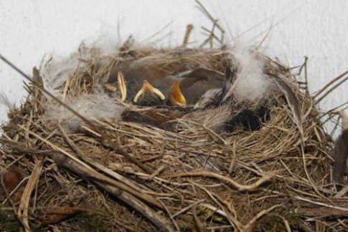 Obrázek - Ptáci se v Jaroměřicích nad Rokytnou uhnízdili v koštěti