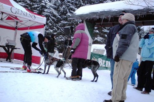 Obrázek - Tři Studně: závody psích spřežení přilákaly spoustu diváků