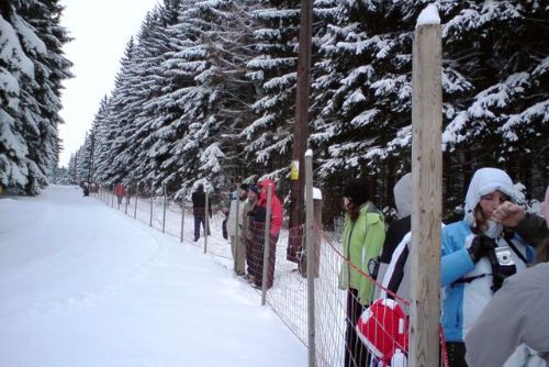 Obrázek - Tři Studně: závody psích spřežení přilákaly spoustu diváků