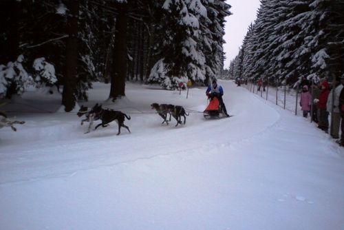 Obrázek - Tři Studně: závody psích spřežení přilákaly spoustu diváků