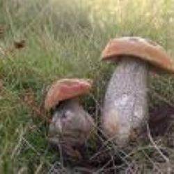 Za houbami na Jihlavsko