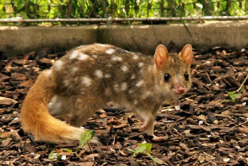 Obrázek - Zoo Jihlava na prvním místě v soutěži Bílý slon