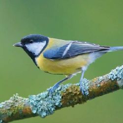 Ptačí hodinky na Vysočině: přes 50 tisíc ptáků, vrabec vede, pozor na hygienu krmítek