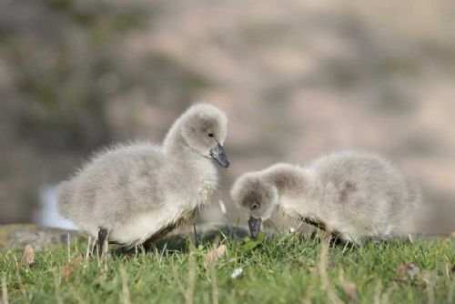 obrázek:V jihlavské zoo se vylíhla mláďata labutě černé, vzácného druhu z Austrálie