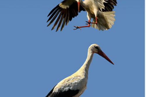 Foto: Fotografická soutěž Photographia Natura 2016 zná vítěze