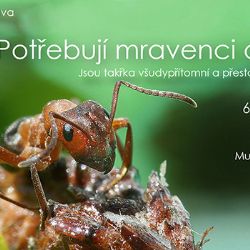  Potřebují mravenci ochranu? Zodpoví v Jihlavě
