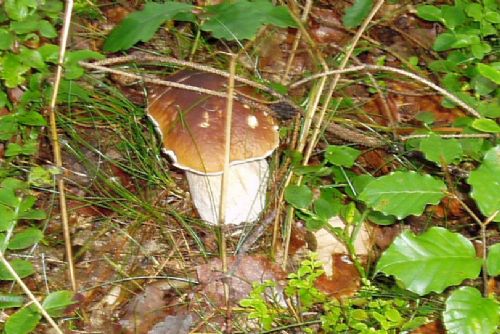 Foto: Své houby můžete identifikovat v Muzeu Vysočiny Jihlava