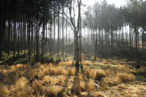 Obrázek - 