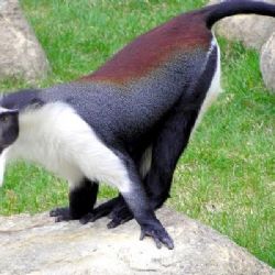 Kočkodani Rolowayovi se nastěhují do útulného areálu v Zoo Jihlava