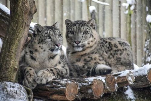 obrázek:ZOO Jihlava: sníh baví irbise i pandy