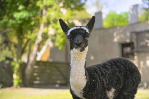 obrázek:Jihlavská zoo představila mládě alpaky, po zimě se otevřela voliéra Delta Paraná