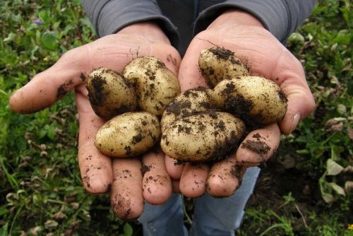 Foto: Sucho pomáhá: Košetice sází brambory přes 200 hektarů