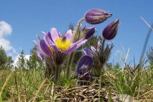 obrázek:Vysočina dočasně uzavírá tři lokality, aby ochránila koniklece