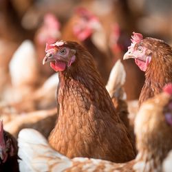 Habry: ptačí chřipka, 30 000 nosnic zlikvidují