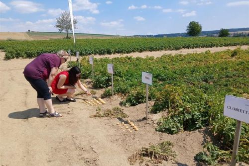 obrázek:Havlíčkova Borová představila 201 odrůd brambor. Seminář řešil ceny, sucho i nové technologie