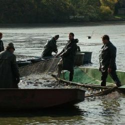 Rybáři z Vysočiny loví čerstvé ryby navzdory suchu i kormoránům!