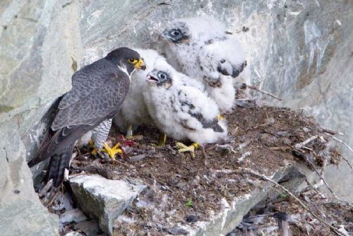 obrázek:Sokol stěhovavý se vrátil na Čtyři palice, platí zákaz lezení