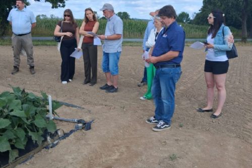obrázek:Ve Valečově testují agrovoltaiku u brambor a sóji, první výsledky ukazují hlavně vliv závlah