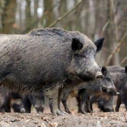 Vysočina bojuje s morem: Výkup čelistí černé zvěře jako nová strategie