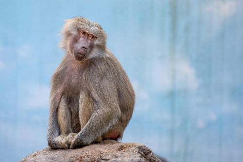 Foto: Česká republika převzala vakcíny proti opičím neštovicím