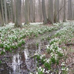 Největší bleduliště v Kraji Vysočina je v plném rozkvětu