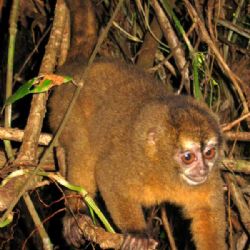 Jihlavská zoo vítá unikátní noční opice po 12 letech!