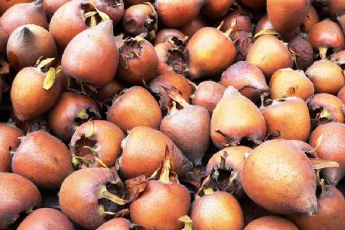 obrázek:Mišpule: pozdní ovoce s využitím v kuchyni i zahradě