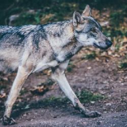 Vlk na Vysočině: několik pozorování, AOPK uklidňuje veřejnost