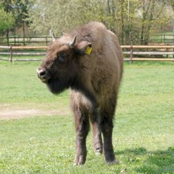 Do plzeňské zoo dorazila nová zubří slečna. Valendra posílí stádo evropských obrů