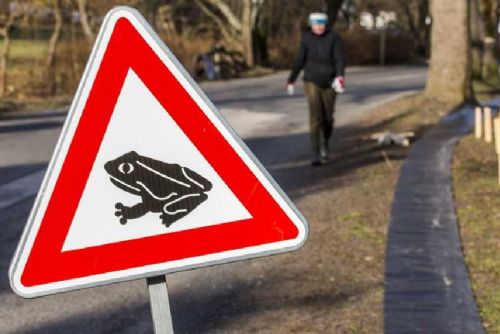 obrázek:Jarní tah obojživelníků: dobrovolníci na Jihlavsku chrání žáby pomocí zábran a kbelíků