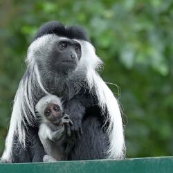 V plzeňské zoo mají nové opičí mládě guerézy. Malý Tano je zatím skoro celý bílý