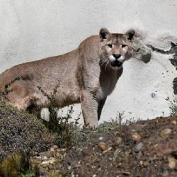 Ve Zvoli se připravuje přesun posledních pum a korovce, potřebná povolení zatím vydána nebyla