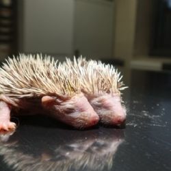Záchranáři varují před zbytečným přenášením malých ježků. Dobrá vůle jim může ublížit