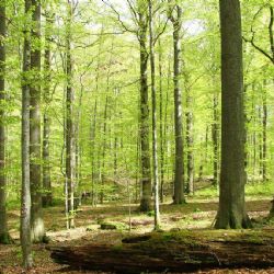 Žofínský prales se rozšířil na 441 hektarů. Novou ochranu získaly také Trkmanské louky a Lipka
