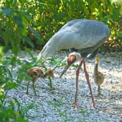 Zoo Plzeň po dvouleté pauze vylíhla dvě mláďata jeřábů bělošíjích