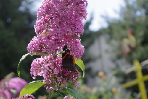 Obrázek - Jaroměřické setkání s hortenziemi a komulemi u Vejtasů