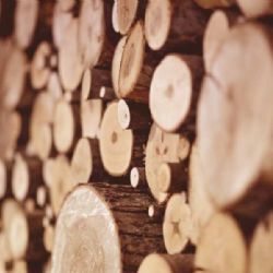 Ceny dřeva rostou, Lesy ČR čeká změna vedení