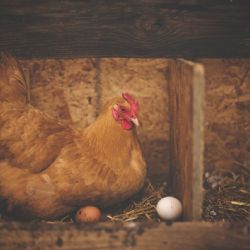 Ptačí chřipka zasáhla geneticky cenný chov