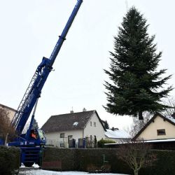 Vánoční strom z Vysočiny opět poputuje do Nizozemí