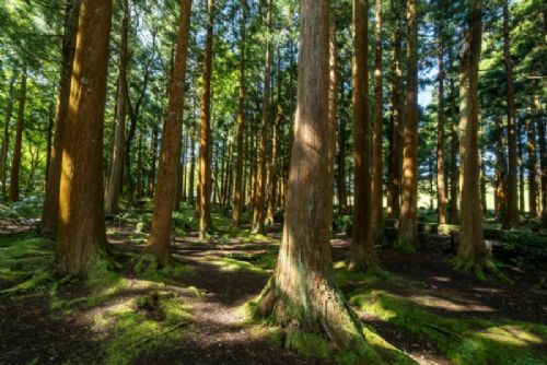 obrázek:Vysočina připomíná Mezinárodní den lesů: soutěže, výstavy i Den otevřených lesů