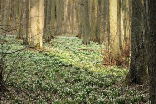 Foto: Na Vysočině opět rozkvetly bledule